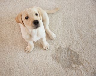 Enzyme based cleaners