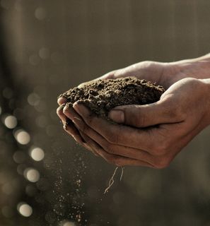 Commercial composting vs home composting