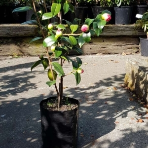 Planter Bags (PBS)/Sprayguards 300X300X600-240 BLACK PB95 - Flexoplas