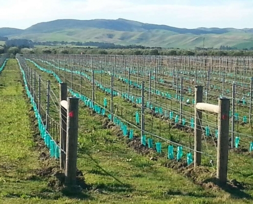 Planter Bags (PBS)/Sprayguards 100X400-150 GREEN SPRAYGUARD.NON.SLIT - Flexoplas